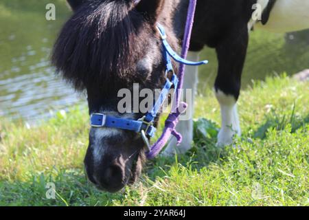 Gros plan sur les petits chevaux mangeant de l'herbe. Pâturage et marche des ruminants. Banque D'Images