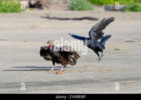 Un vautour de dinde (Cathartes aura) défend sa capture d'un corbeau commun (Corvus corax) sur la plage de Waldport, Oregon, États-Unis Banque D'Images