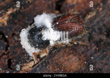 Coléoptère de l'écorce, IPS, Scolytidae, tué par un champignon entomopathogène sous l'écorce des arbres. Banque D'Images