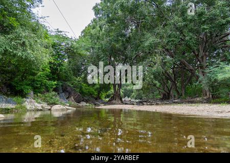 Scène de forêt tropicale tranquille avec l'eau de rivière calme et une végétation dense le matin Banque D'Images