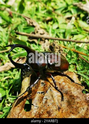 Beetle Banque D'Images
