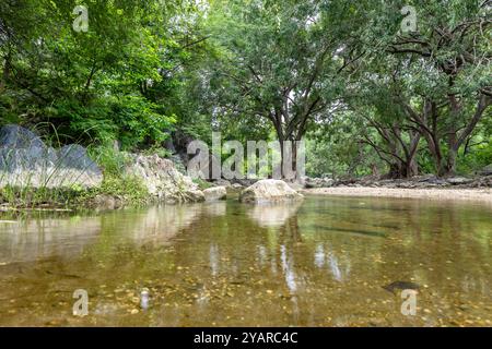 Scène de forêt tropicale tranquille avec l'eau de rivière calme et une végétation dense le matin Banque D'Images