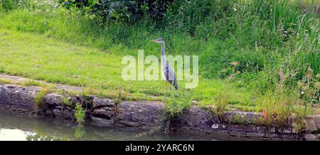 Héron - héron gris - (Ardea cinerea) sur le canal Kennett & Avon à Devizes. Prise en juillet 2024. Été. Banque D'Images