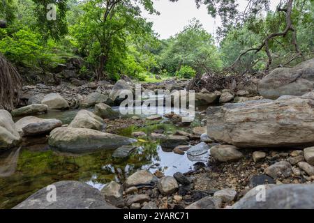 Scène de forêt tropicale tranquille avec l'eau de rivière calme et une végétation dense le matin Banque D'Images