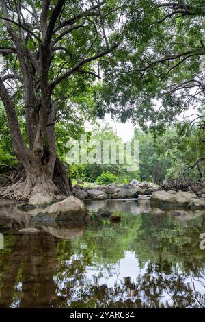 Scène de forêt tropicale tranquille avec l'eau de rivière calme et une végétation dense le matin Banque D'Images