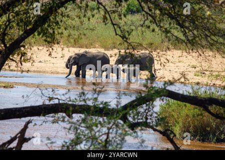 Troupeau d'éléphants d'Afrique (Loxodanta africana) eau potable d'un lit de rivière dans le parc national Kruger dans la chaleur de la journée photo de la faune Banque D'Images