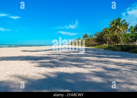 Une plage sereine à Naples, en Floride, présente du sable blanc et doux, des vagues douces lançant sur le rivage, et des palmiers se balançant dans la lumière chaude du soleil Banque D'Images