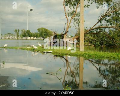 Vue sur le parking inondé et la flèche blanche vers plusieurs ibis Eudocimus albus blancs américains. Arbre déraciné à droite. herbe verte sur les côtés Banque D'Images