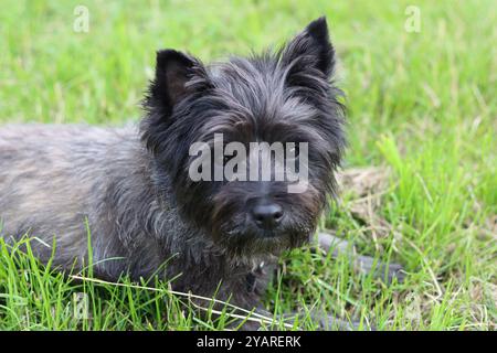 Portrait d'un cairn terrier sur une promenade en chien Banque D'Images