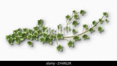 Vigne lierre avec des feuilles vertes luxuriantes. Branche arrière Hedera Illustration de Vecteur