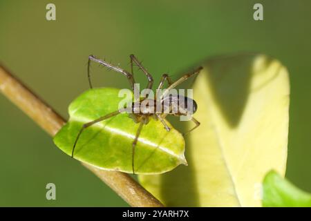 Araignée à argent mâle, araignée européenne de hamac, araignée à toile (Linyphia triangularis) de la famille des Linyphiidae en privé de jardin. Automne, octobre, Neth Banque D'Images