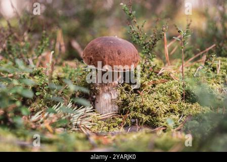 Champignon porcini poussant dans la forêt Banque D'Images