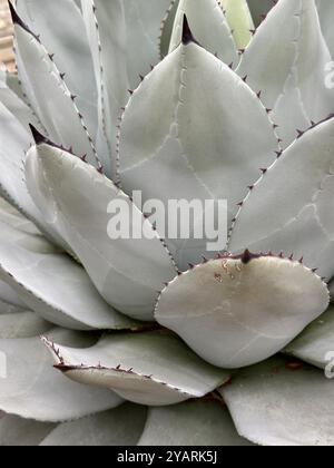 Vue abstraite en gros plan de la plante succulente d'agave de Parry Banque D'Images