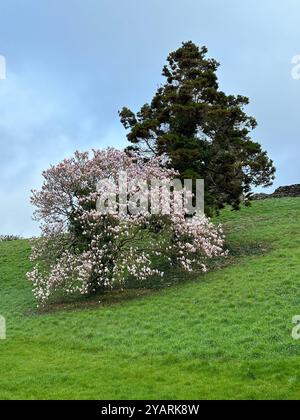 arbre magnolia étonnant en pleine floraison Banque D'Images