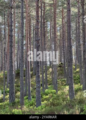 Magnifique lumière du soleil tapée venant à travers la forêt de pins calédoniens en Écosse Banque D'Images