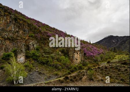 Fleurs de Rhododendron dauricum (noms populaires bagulnik maralnik) dans l'Altaï au printemps. Les rayons du soleil brillent à travers les fleurs. Banque D'Images