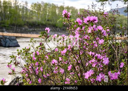 Fleurs de Rhododendron dauricum (noms populaires bagulnik maralnik) dans l'Altaï au printemps. Les rayons du soleil brillent à travers les fleurs. Banque D'Images