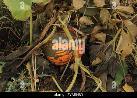 Une citrouille cachée parmi les feuilles a une couleur orange vif qui contraste avec les grandes feuilles vertes larges. Banque D'Images