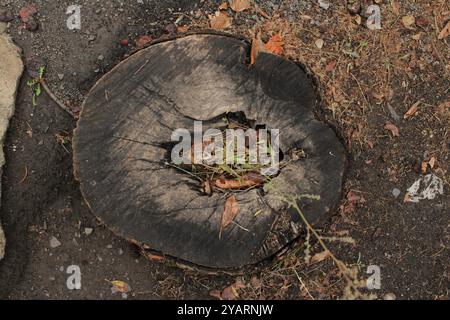 Une souche d'arbre coupé avec un trou distinctif au centre, ajoutant l'unicité et le contraste au bois. Banque D'Images