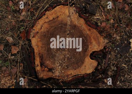 Une souche d'arbre coupée basse semble naturelle et organique, avec une texture distinctive mettant en valeur les anneaux annuels et les détails de l'écorce. Banque D'Images