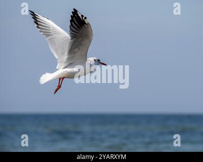 Une mouette blanche s'élève au-dessus de la surface de l'eau. Nature sauvage, lumière du soleil, beau temps. Banque D'Images