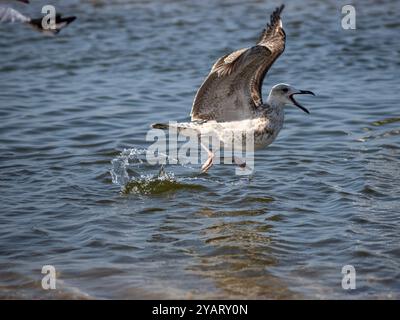 Une mouette traversant la surface de l'eau en décollant. Banque D'Images