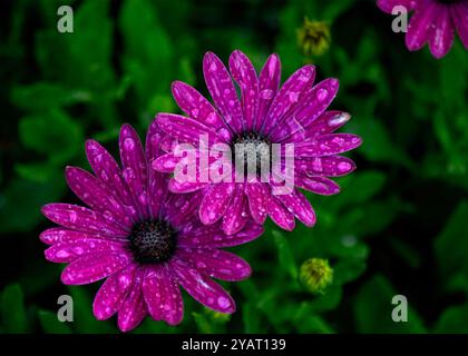 Deux fleurs violettes vives du Cap marguerite recouvertes de gouttelettes d'eau, placées sur un feuillage vert luxuriant, mettant en valeur leur beauté et leur fraîcheur après un Banque D'Images