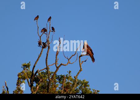 Une famille d'étourneaux évacue un cerf-volant rouge du plus haut perchoir sur un chêne mature pendant la lumière du soir, août 2022. Banque D'Images