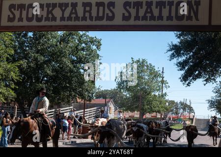 Fort Worth, Texas, États-Unis. 27 septembre 2024. Un homme de bétail conduit le long bûcher à corne pendant le chauffeur de bétail quotidien à Fort Worth Stock Yards à Fort Worth Texas. Certaines cornes de braquage poussent jusqu'à dix feer. (Crédit image : © Brian Branch Price/ZUMA Press Wire) USAGE ÉDITORIAL SEULEMENT! Non destiné à UN USAGE commercial ! Banque D'Images