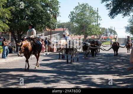 Fort Worth, Texas, États-Unis. 27 septembre 2024. Un homme de bétail conduit le long bûcher à corne pendant le chauffeur de bétail quotidien à Fort Worth Stock Yards à Fort Worth Texas. Certaines cornes de braquage poussent jusqu'à dix feer. (Crédit image : © Brian Branch Price/ZUMA Press Wire) USAGE ÉDITORIAL SEULEMENT! Non destiné à UN USAGE commercial ! Banque D'Images