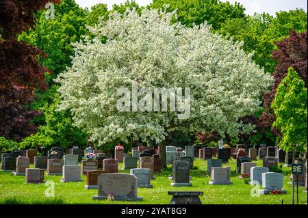 Tombes et arbres, Beechwood Banque D'Images