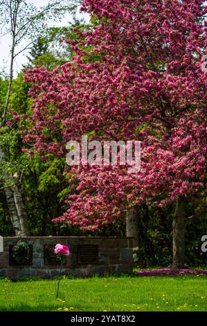 Tombes et arbres, Beechwood Banque D'Images