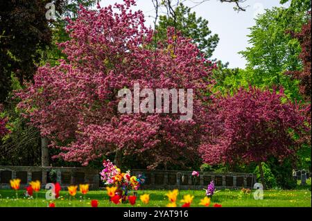 Tombes et arbres, Beechwood Banque D'Images