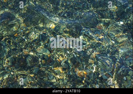 Une vue rapprochée d'un lit de rivière rocheux avec de l'eau claire et ondulante qui coule sur des pierres lisses de différentes couleurs. Banque D'Images