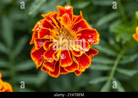 Gros plan de fleurs de souci orange et jaune éclatantes avec des gouttes de rosée sur les pétales dans le jardin. Concept de beauté naturelle et de fleurs colorées Banque D'Images