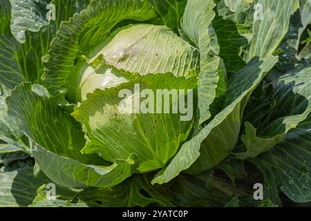 Tête de chou vert frais avec des gouttes de rosée poussant dans un champ par jour ensoleillé. Concept d'agriculture biologique, alimentation saine et légumes frais dans l'agriculture Banque D'Images
