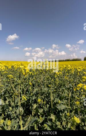 le colza fleurit au printemps, un champ de colza qui commence à fleurir, au printemps Banque D'Images