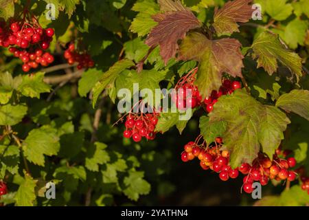 Grappes vibrantes de baies de viburnum rouge suspendues à un feuillage vert par un jour ensoleillé d'automne. Concept de , beauté naturelle et jardin d'automne Banque D'Images