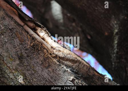 Rutherford, New Jersey, États-Unis - 15 octobre 2024 : lanterne aperçue adulte sur un arbre dans un quartier résidentiel. Banque D'Images