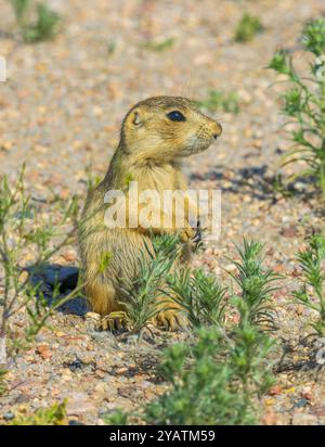 Jeune chien de prairie Gunnison (Cynomys gunnisoni), Monument Colorado États-Unis. Photo prise en juillet. Photo prise en juillet. Banque D'Images