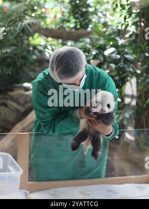 Berlin, Allemagne. 15 octobre 2024. Un petit panda géant est vu au Zoo de Berlin à Berlin, Allemagne, 15 octobre 2024. Les nouveaux résidents du Zoo de Berlin, une paire de sœurs panda nées fin août, ont fait leurs débuts tant attendus pour la presse mardi et accueilleront le public à partir de mercredi. Crédit : du Zheyu/Xinhua/Alamy Live News Banque D'Images