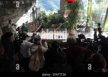 Berlin, Allemagne. 15 octobre 2024. Les visiteurs regardent un petit panda géant au Zoo de Berlin, Allemagne, 15 octobre 2024. Les nouveaux résidents du Zoo de Berlin, une paire de sœurs panda nées fin août, ont fait leurs débuts tant attendus pour la presse mardi et accueilleront le public à partir de mercredi. Crédit : du Zheyu/Xinhua/Alamy Live News Banque D'Images