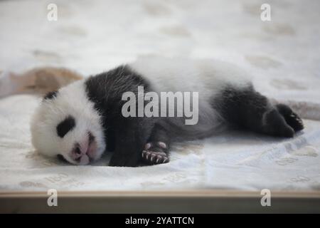 Berlin, Allemagne. 15 octobre 2024. Un petit panda géant est vu au Zoo de Berlin à Berlin, Allemagne, 15 octobre 2024. Les nouveaux résidents du Zoo de Berlin, une paire de sœurs panda nées fin août, ont fait leurs débuts tant attendus pour la presse mardi et accueilleront le public à partir de mercredi. Crédit : du Zheyu/Xinhua/Alamy Live News Banque D'Images