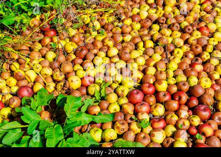 Jardins infectés, pommes en décomposition tombées des arbres. Banque D'Images