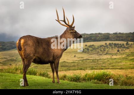 Sambar Stag au parc national de Horton Plains Banque D'Images