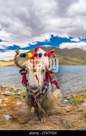 Yak tibétain blanc décoré au lac Yamdrok au Tibet, Chine. Ciel bleu avec espace de copie Banque D'Images