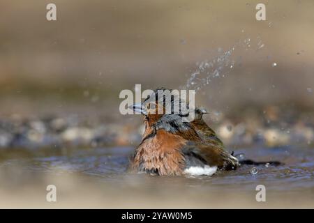 Chaffinch, (Fringilla coelebs), baignade dans l'eau, Wadi Darbat, Salalah, Grèce, Oman, Europe Banque D'Images