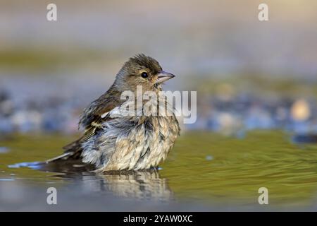 Chaffinch, (Fringilla coelebs), baignade dans l'eau, Wadi Darbat, Salalah, Grèce, Oman, Europe Banque D'Images