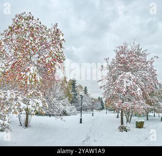 Parc municipal après les premières chutes de neige en octobre. Pommiers sauvages lumineux avec feuillage coloré et pommes rouges couvertes de neige au premier plan, chaîne de trac Banque D'Images