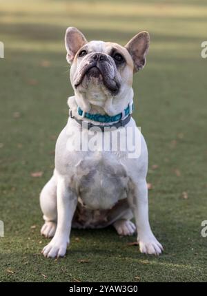 Blanc et Tan pied Frenchie Female assis et regardant vers le haut. Parc pour chiens sans laisse en Californie du Nord. Banque D'Images